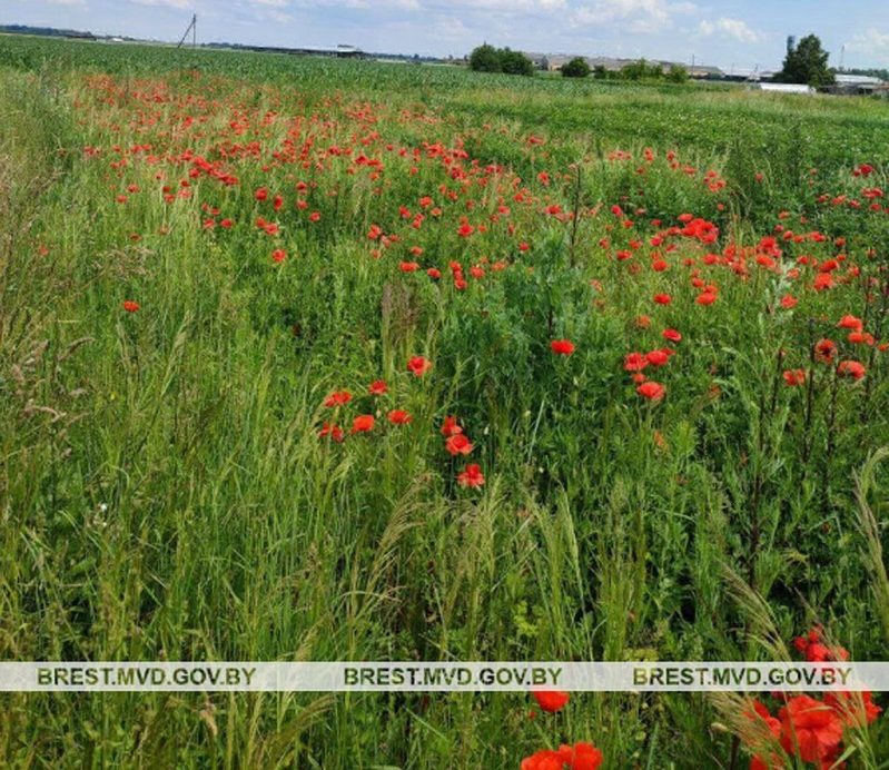 Поле мака, которое уничтожили в Кобринском районе в конце июня 2024 года. Фото: УВД Брестского облисполкома