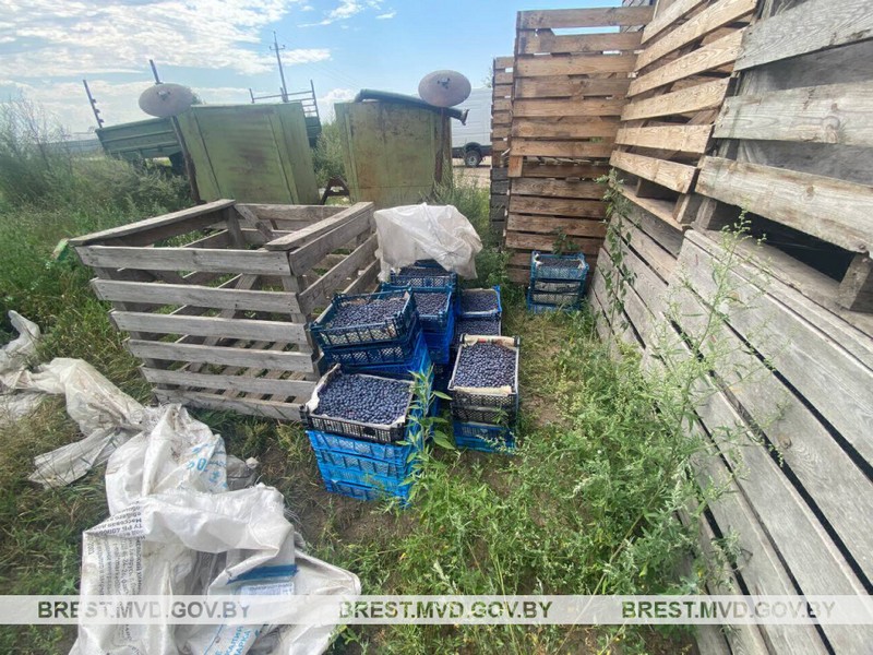 Украденная голубика в Столине. Фото: УВД Брестского облисполкома