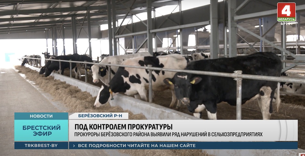 Коровы на молочно-товарной фермы «Угляны-1200» в Березовском районе. Скриншот с сюжета «ТРК. Брест».