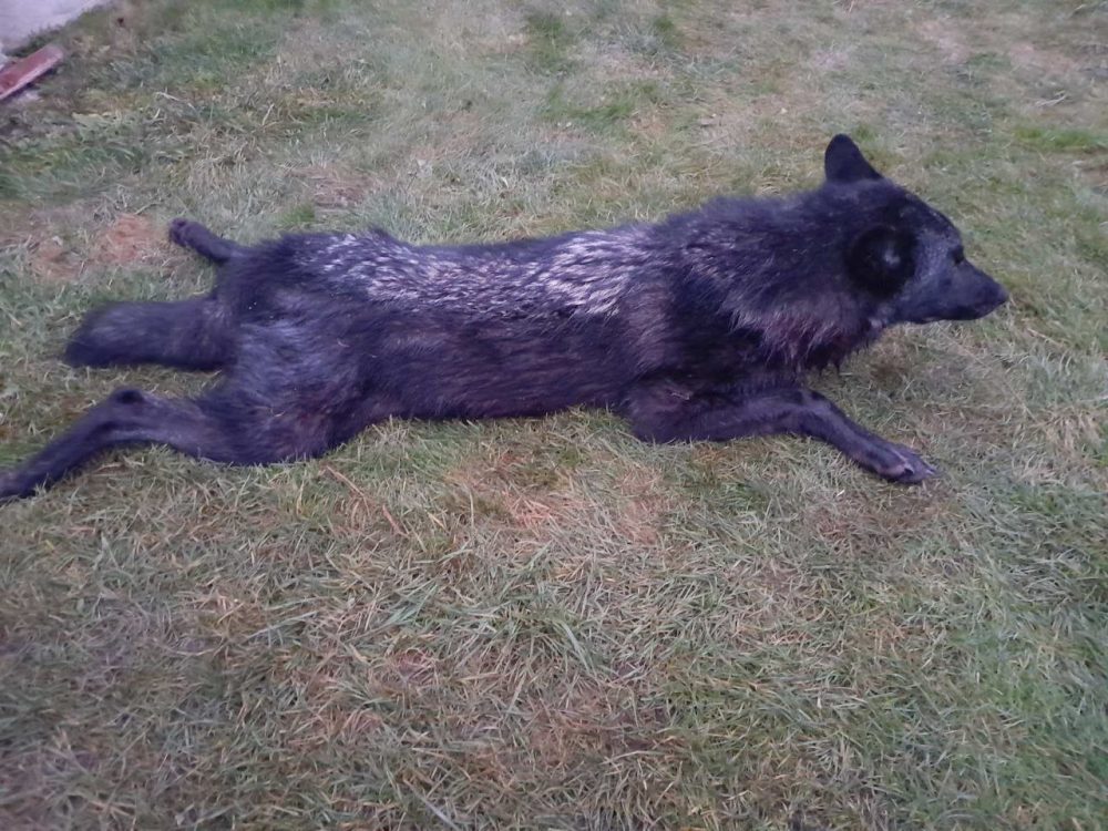 черный волк в траве 