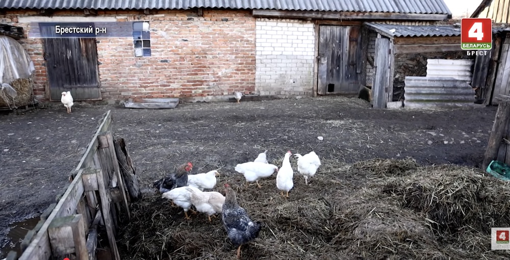 Курятники в Тельмах на спорной территории.