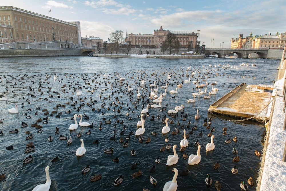 Ежегодная зимняя кормушка для птиц в Стокгольме около Королевского дворца.