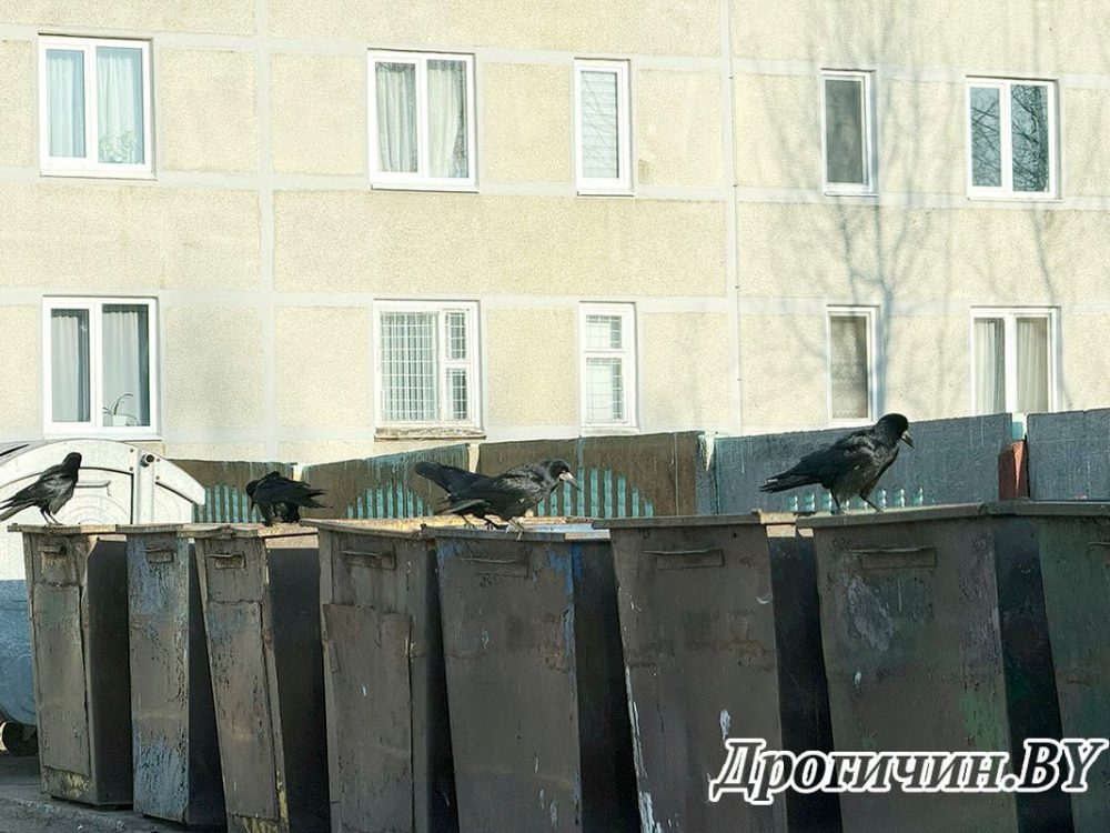 Вороны в Дрогичине