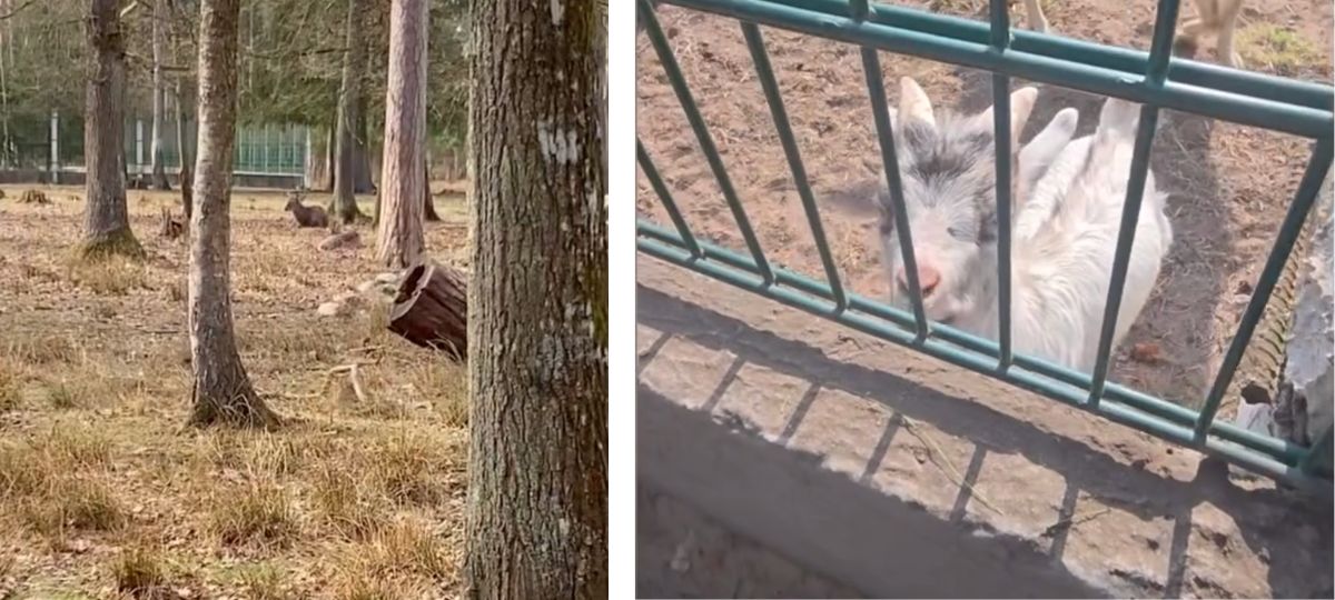 Пятнистые олени и козы в вольере в Беловежской пуще