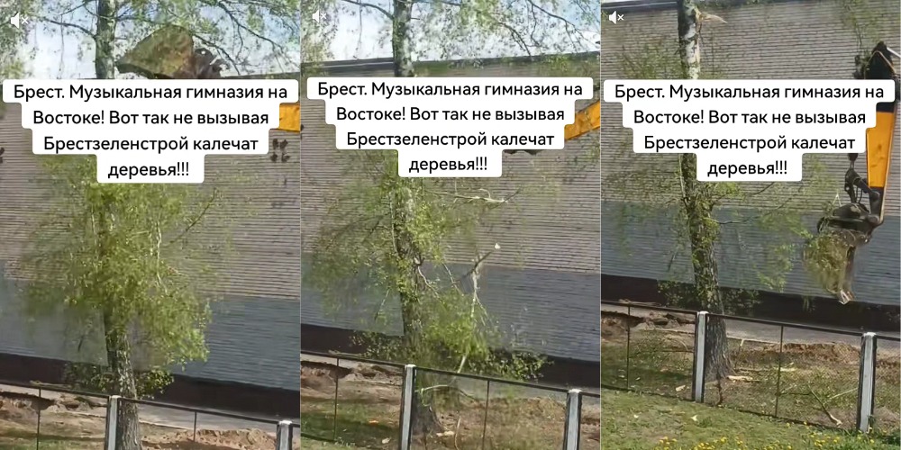 эскалатор возле березы 