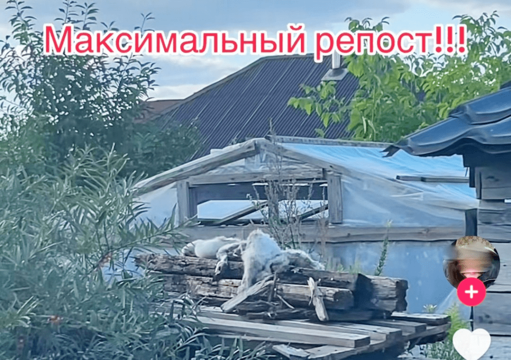 Скриншот с TikTok